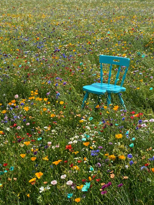 A turquoise wooden chair sits alone in the middle of a vibrant field filled with colorful wildflowers.