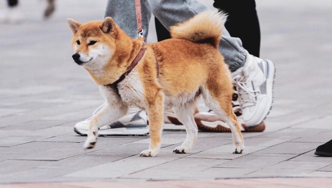 A Shiba Inu dog with a curly tail walks on a paved street beside a person's sneakers, appearing alert and on the move. The image captures a sense of the dog being out and about, humorously paralleling the post's idea of a "colleague" spotted out of the office.