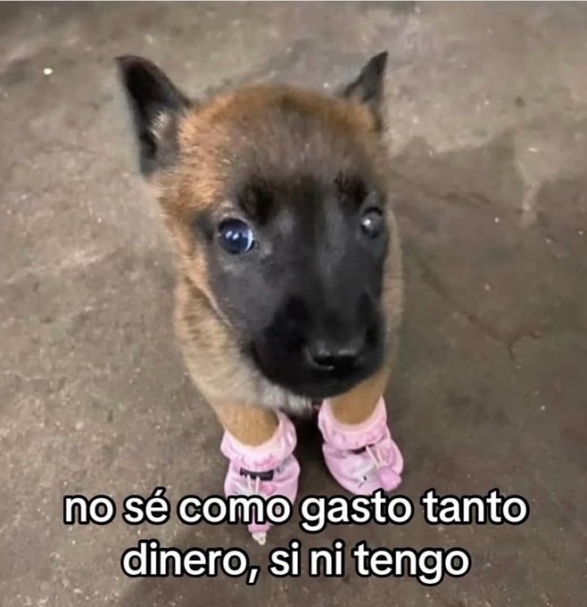 A small Belgian Malinois-type dog wearing pink boots looks up at the camera with the Spanish caption 'no sé como gasto tanto dinero, si ni tengo' (I don't know how I spend so much money, when I don't even have any).