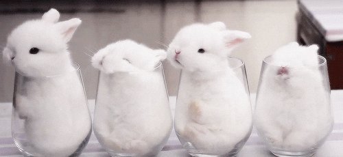 The image features four white bunnies sitting inside a wine glass, with their heads peeking out from the sides of the glass. The bunnies are arranged in two rows, with one row having three bunnies and the other having two. The background is blurred, but it appears to be a kitchen or dining area where the bunnies have been placed inside the wine glass.