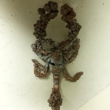 The image features a sculpture of a scorpion made from copper, with its body twisted into an unusual shape that resembles a spider or an insect. The sculpture appears to be hanging on a wall, possibly as part of a display or art installation. The post accompanying the image reads "scorpion-copper-inu", which is likely a reference to the scorpion's copper material and its unique design.