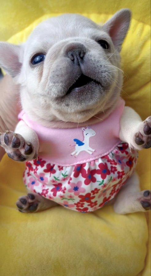 A cute French Bulldog puppy lying on its back on a yellow blanket, wearing a pink tank top with a unicorn graphic and floral-patterned bloomers.