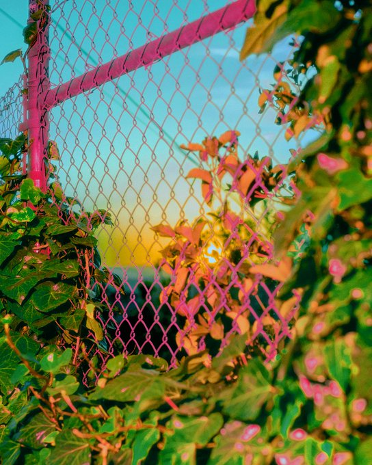 A vibrant, color-saturated photograph showing a pink metal fence with chain-link mesh covered in green and pink-tinted foliage, with a gradient sunset sky visible in the background.