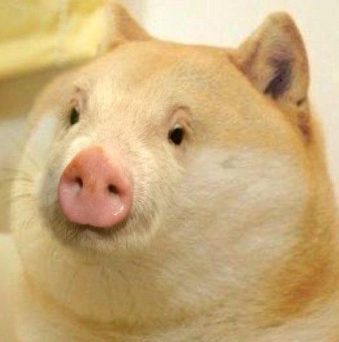 A close-up of a smiling cream-colored pig with a pink snout.