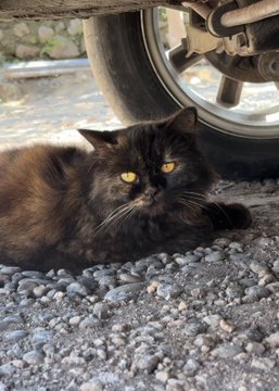 A black cat with yellow eyes lies on a gravel surface beneath what appears to be a vehicle wheel and chassis.