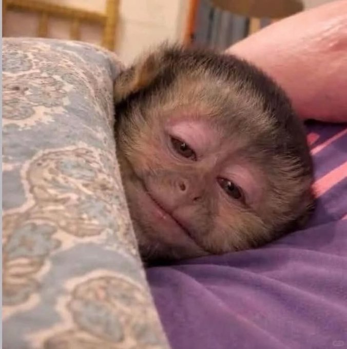 A close-up of a capuchin monkey with a pink face and brown fur resting its head against a person's leg or cushion, looking directly at the camera.