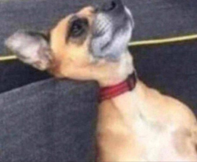 A small tan Chihuahua with a red collar looks upward with an intense, determined expression, perfectly capturing the eager hustle mentality of someone seeking like-minded partners to get rich together.