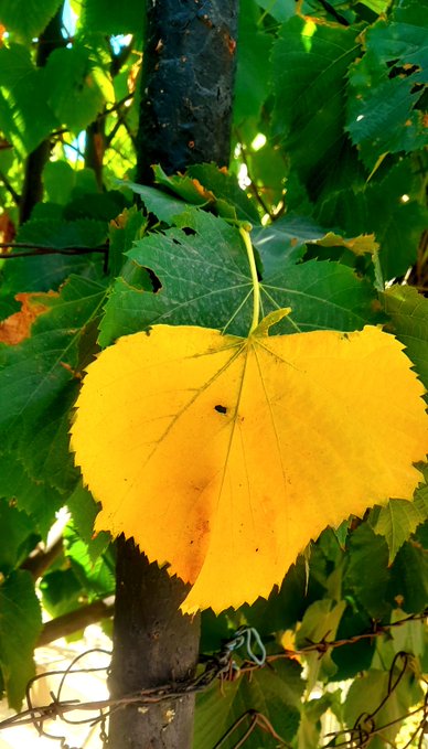 A close-up of a bright yellow leaf with serrated edges hanging from a tree branch, surrounded by green leaves and a smooth tree trunk.