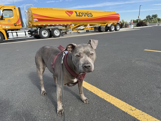 A gray pit bull wearing a red harness stands on the pavement at a Love's truck stop, with a yellow Love's tanker truck visible in the background.