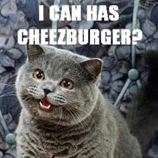 A gray cat with an open mouth appears excited, with bold white text reading "I CAN HAS CHEEZBURGER?" — referencing the iconic LOLcat meme that's being used to playfully argue that cat-themed meme coins deserve as much recognition as their dog counterparts in crypto.