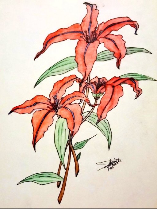 A watercolor and ink painting of red lilies with green leaves on a white background, signed by the artist in the lower right corner.