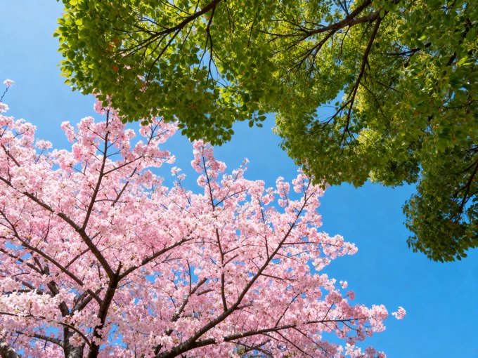 A vibrant nature photograph taken from below showing pink cherry blossom branches and green tree leaves against a clear bright blue sky.
