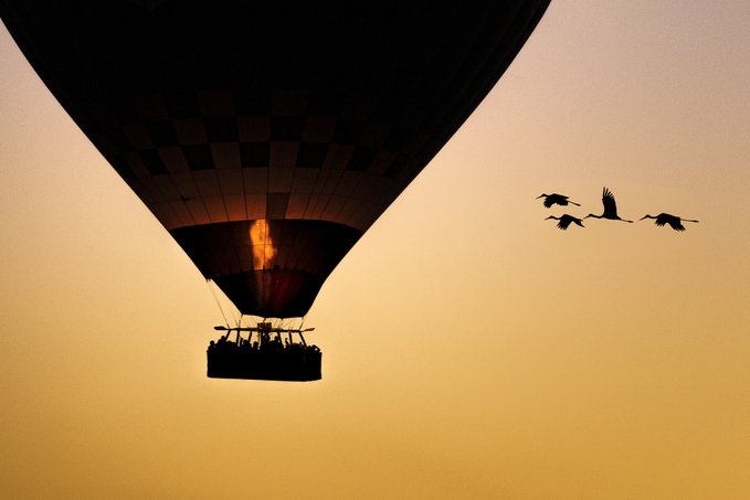 Silhouette of a hot air balloon at sunset with three birds flying nearby against a warm golden-orange sky.