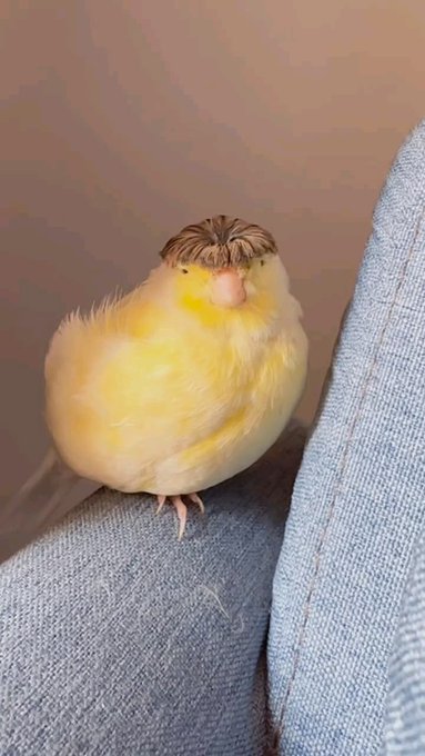Close-up photo of a small yellow and white cockatiel bird with distinctive striped head feathers, perched on a person's gray fabric shoulder.