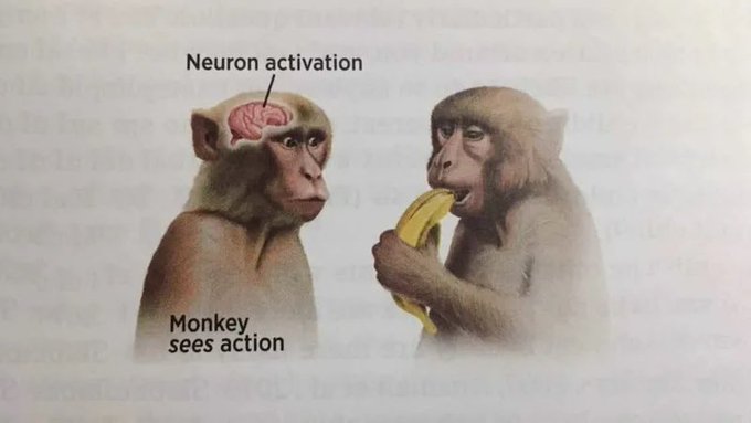 Illustration of two monkeys with a highlighted brain labeled 'Neuron activation,' depicting one monkey ('Monkey sees action') watching another eat.
