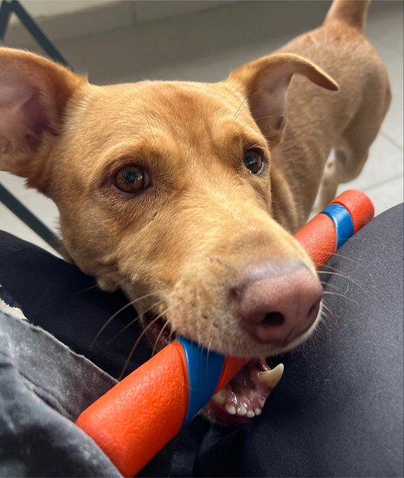 A close-up photo of a tan dog with large ears holding a red and blue cylindrical toy in its mouth while resting near someone's leg.