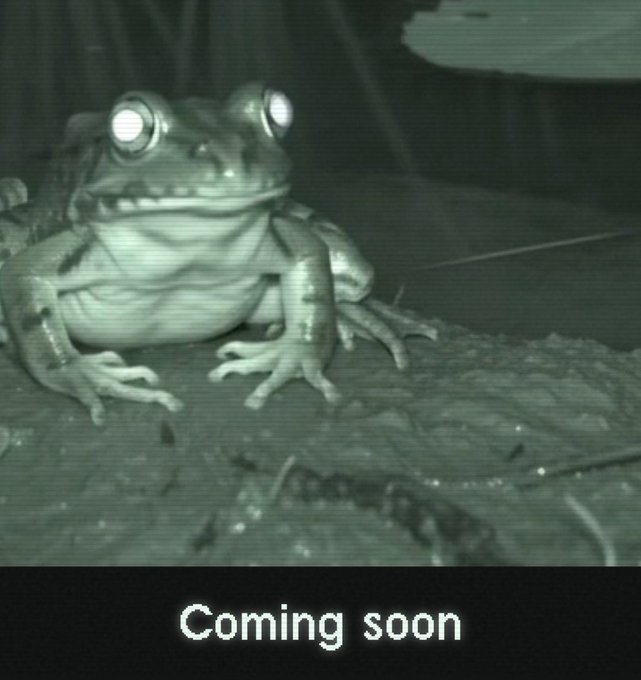 A night-visioned green-tinted frog sits on a log with glowing eyes, accompanied by the text "Coming soon" at the bottom. The image humorously references the crypto community's anticipation around a mysterious "frog" token on Uniswap, playing off the familiar meme of projects teasing launches while delays continue.
