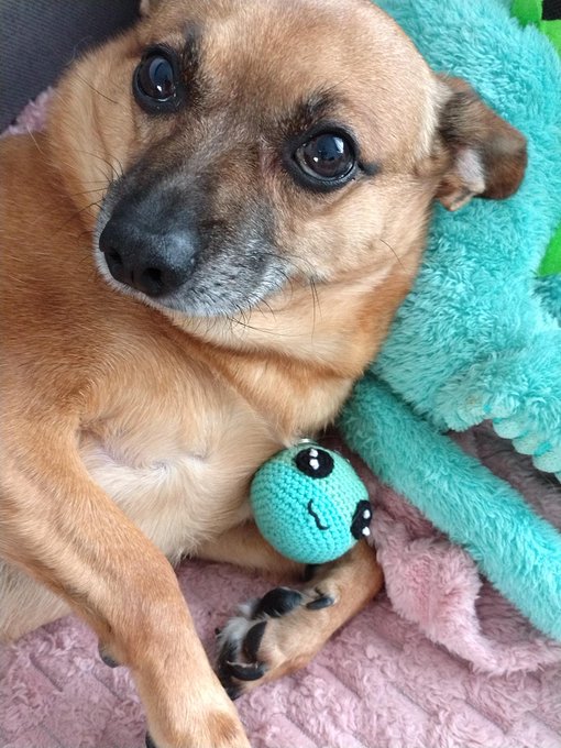 A close-up photo of a tan-colored dog with big expressive eyes lying on a pink fluffy blanket next to a teal towel and a small crocheted toy.