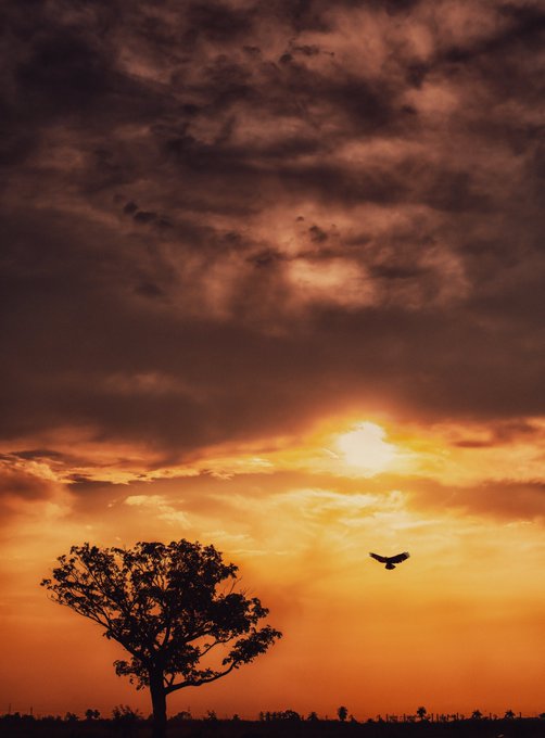 A silhouette of a tree with a bird flying against a dramatic orange and dark cloudy background at sunset.
