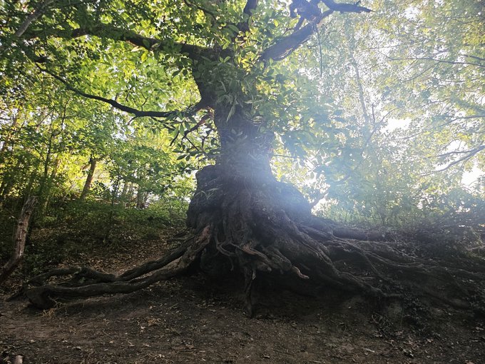 A majestic large tree with sprawling exposed roots growing on a forested hillside with sunlight filtering through the leaves.