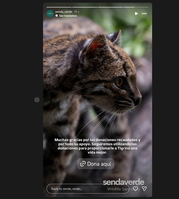 An Instagram story from senda_verde featuring a close-up of a tigrina (wildcat) with a 'Dona aquí' (Donate here) button and text thanking supporters for donations to provide the animal a better life.