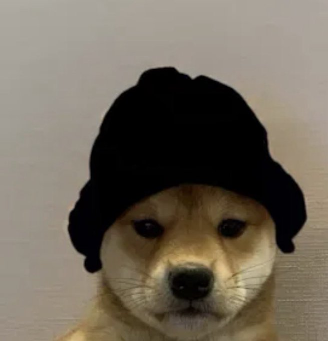 A close-up of a Shiba Inu dog wearing an oversized black beanie that droops down over its forehead, giving it a serious, deadpan stare.