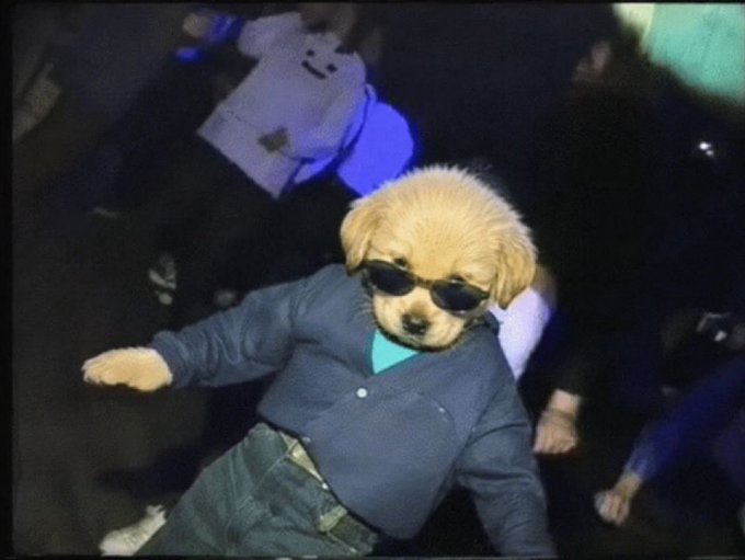 A humorous photo of a small dog being carried through a crowd at what appears to be a concert, wearing tiny black sunglasses, a blue button-up shirt, and jeans, looking stylish in the dark venue.