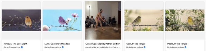 The image shows five NFT thumbnails from a "Birds Observations" collection, including pieces titled "Nimbus, The Last Light," "Lumi, Caroline's Meadow," "Centrifugal Dignity Patron Edition," "Cam, in the Tangle," and "Paola, in the Tangle," with a striking contrast: four serene bird photos flank a central image of a shirtless man being watched by seated onlookers.

The humor lands through the uncanny juxtaposition—the collection appears to be a curated bird photography series until one absurd, out-of-place image breaks the pattern, mirroring how someone might describe a perfectly normal morning before accidentally revealing something slightly unhinged that happened.