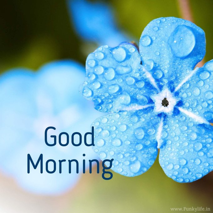 A close-up image of a blue flower covered in water droplets with the text 'Good Morning' and a watermark 'www.Funkylife.in' at the bottom right.