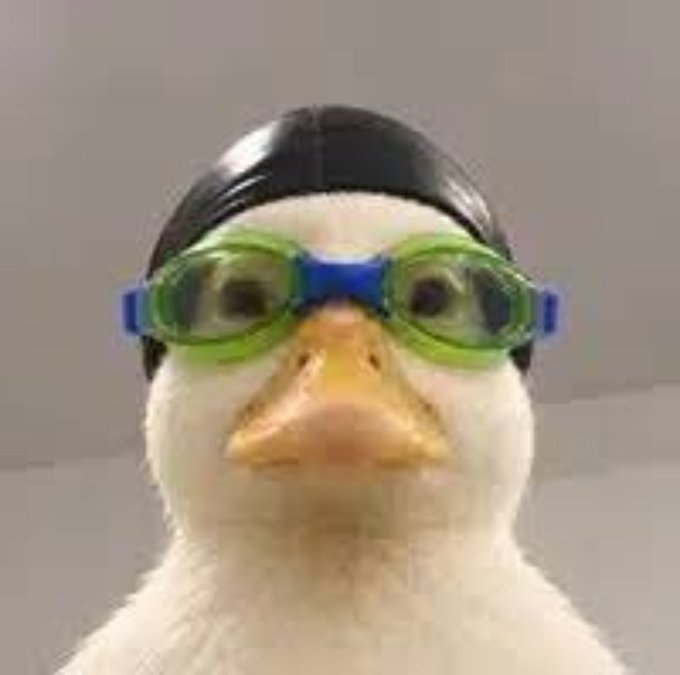 A close-up of a white duck wearing a black swim cap and blue-rimmed green swimming goggles.
