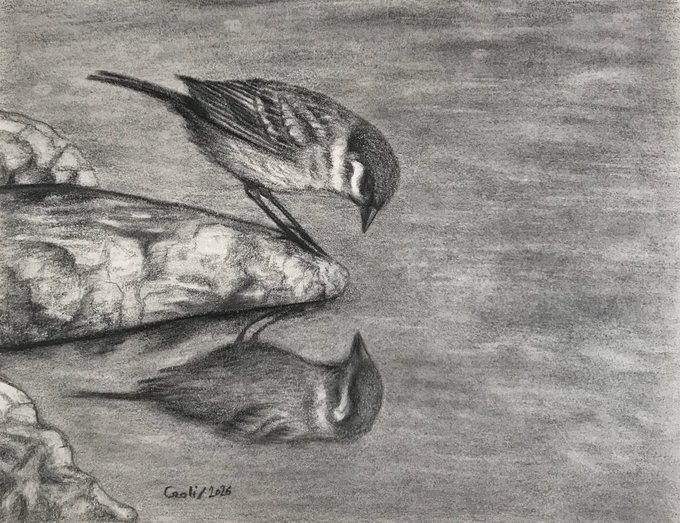 A pencil sketch of a small bird standing on a rock near the water's edge, with its reflection visible below; signed 'Gaoli 2020'.
