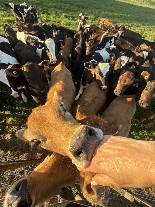 A person gently pets the nose of a curious orange cow at the fence, while a herd of black-and-white and brown dairy cows gathers closely behind in a sunlit pasture, capturing a wholesome Sunday morning on the farm. The scene mirrors the post's message of a relaxed, friendly "gm" (good morning) greeting, comparing the eager, welcoming attention of the herd to the constant pings of social media DMs.