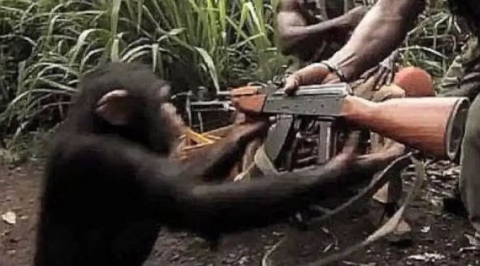 A low-quality still image showing a young chimpanzee or ape reaching out to touch a rifle/gun held by a person in camouflage clothing in a grassy outdoor setting.