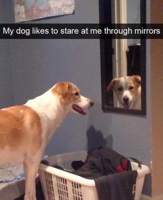 The image features a brown and white dog standing next to a laundry basket filled with clothes, which appears to be reflected in a mirror. The text "My Dog Likes To Stare At Me Through Mirrors" can also be seen in the image.