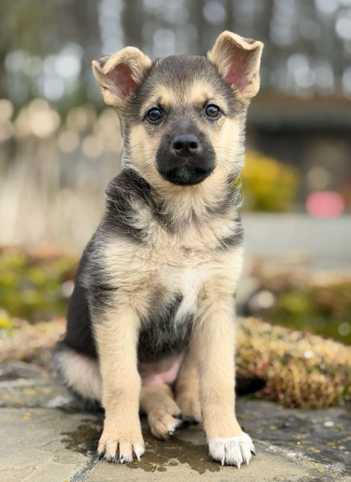 The image features a small brown and black puppy sitting on a rock, looking at the camera. The puppy appears to be curious about its surroundings or posing for a photo. The background of the image consists of trees, suggesting that this scene takes place in an outdoor setting with some greenery around it. There is also text present in the image, which reads "Hyperliquid has always felt like thw smartest play in this whole narrative. People complaining abojt it being a perpetuals DEX misses the real flex it' s a full ecosystem where the token powers evrrything from leverage to governance," and "Focus on what is in the image and how it relates to the post."