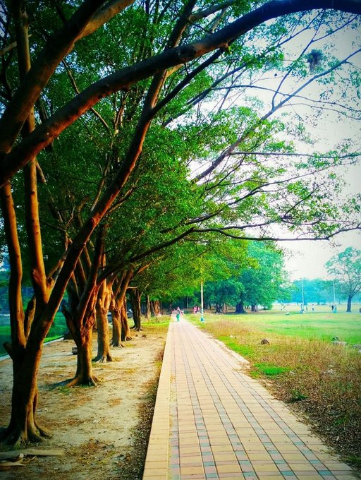 A tree-lined pathway with a brick walkway curves through a sunny park, featuring green grass on either side and a person walking in the distance.
