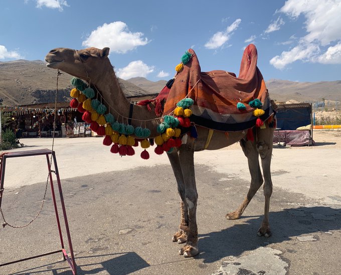 A decorated camel with colorful tassels and a saddle stands on a paved area, with mountains and a market area visible in the background.