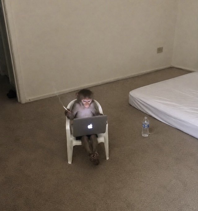 A monkey sits in a small white chair using a MacBook (with the Apple logo visible) while holding a cigarette, with a water bottle beside it on the carpet. The image humorously illustrates the post's theme of retreating to a detached, zen-like state after a devastating crypto loss, embodying the "uncrackable" philosophy of stepping away from trading.