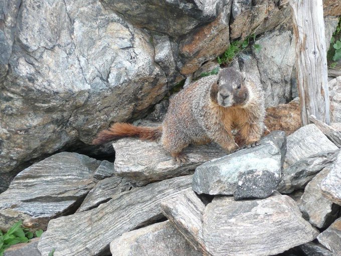 A yellow-bellied marmot perches on a rocky outcrop, with no visible text or numbers in the image. The scene illustrates the subject of the post—the long-running UCLA marmot research at Rocky Mountain Biological Laboratory that the $OnlyMarms memecoin helped fund.
