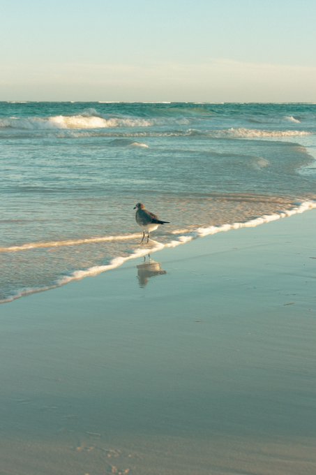 A serene photograph captures a seagull standing at the edge of the shoreline, its reflection visible in the wet sand as gentle waves roll onto the beach under a soft, hazy sky.