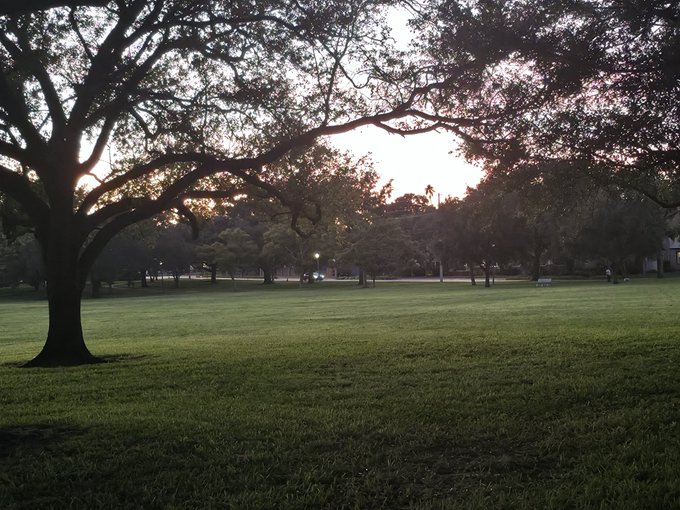 A serene park scene with a large tree in the foreground and a grassy field extending into the distance at sunset.