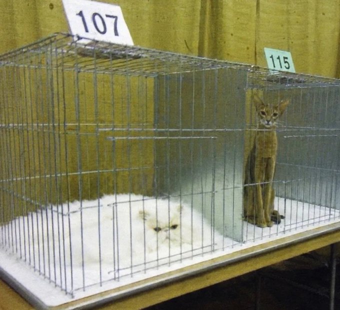 Two cats in metal wire cages at a cat show: a fluffy white Persian (cage 107) and a slender brown Abyssinian (cage 115).