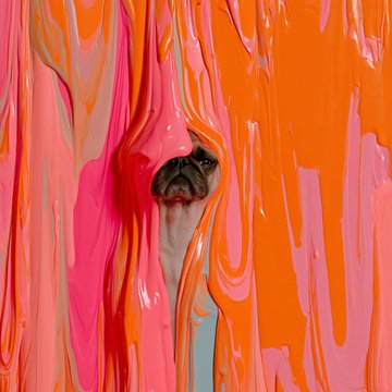 An artistic portrait of a Siamese cat partially concealed by vibrant flowing pink, orange, and red paint-like streams against a colorful background.