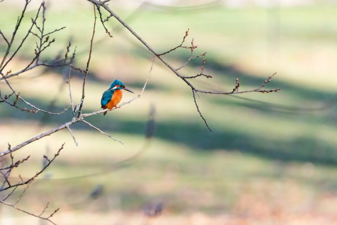 A small kingfisher bird with a bright blue back and orange chest perched on a thin bare branch, with a softly blurred green and tan background.