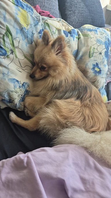 A small tan and gray long-haired Pomeranian dog curled up and sleeping on a floral-patterned pillow next to a lavender blanket.