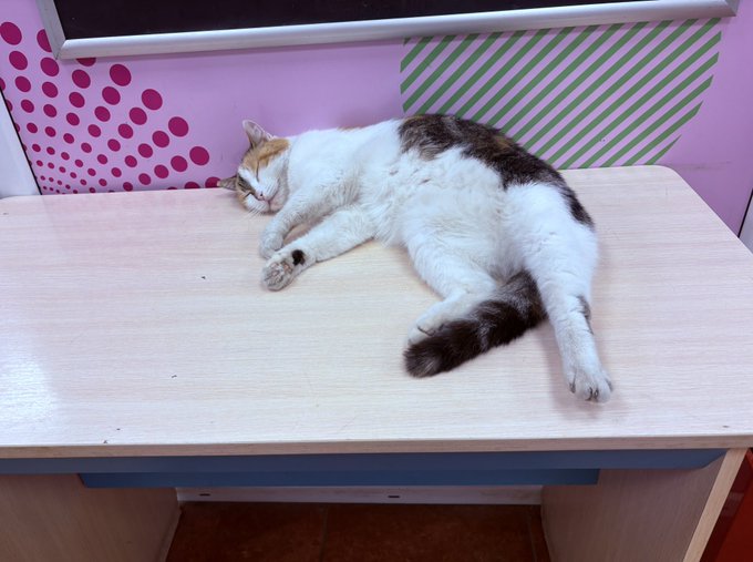 A white and tabby cat sleeps curled up on a light-colored wooden desk in a room with pink walls decorated with green-striped and polka-dot patterns.