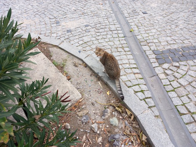 A brown tabby cat sits on a stone curb next to a cobblestone path, looking back over its shoulder, with green leafy plants visible in the foreground.