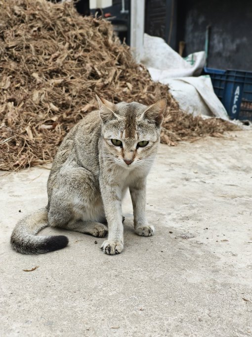The image features a cat sitting on a concrete surface, possibly an outdoor patio or driveway. The cat appears to be looking at something off-camera, which could be related to the text that reads "@useTria Essentially a crypto neobank". This post seems to be promoting a cryptocurrency called @useTria, and it might be interesting for those who are familiar with blockchain technology or cryptocurrencies.