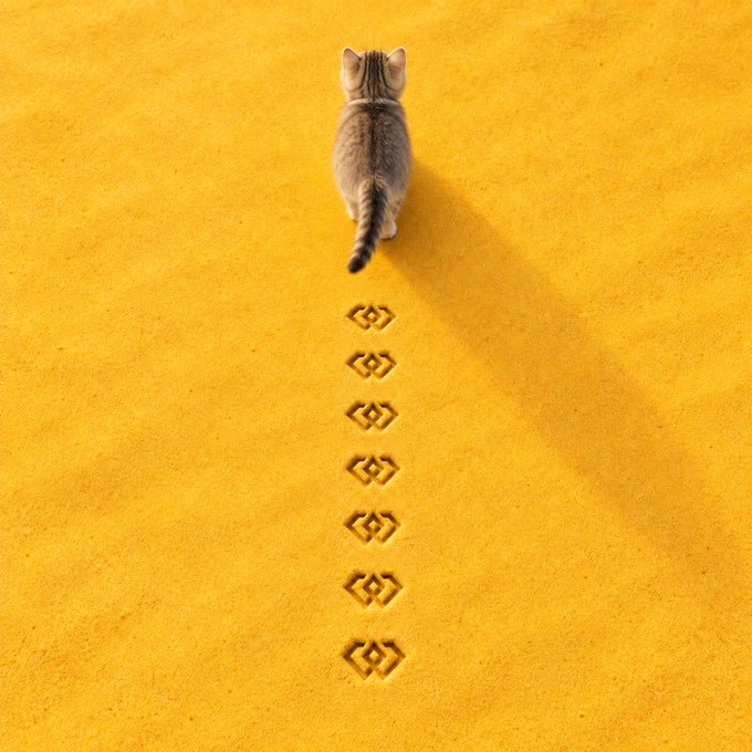 A tabby cat walks away across a bright yellow sandy surface, leaving a straight line of paw prints behind it.