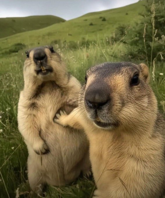 Two marmots stand upright in a grassy field, with the one on the left showing its teeth and the one on the right facing the camera directly.